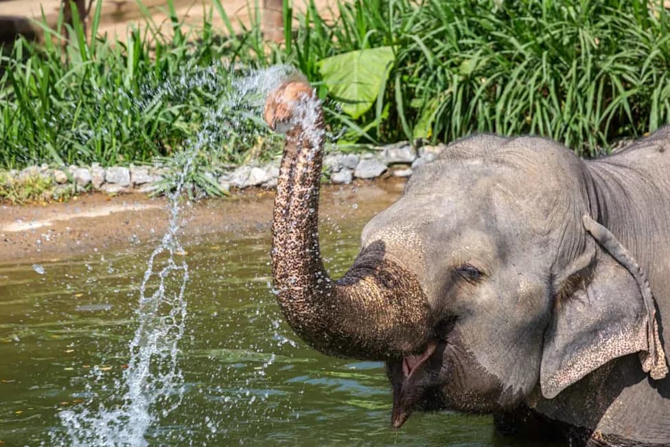 How a Rotated Fruit Box Revealed Asian Elephants’ Impressive Self-Control