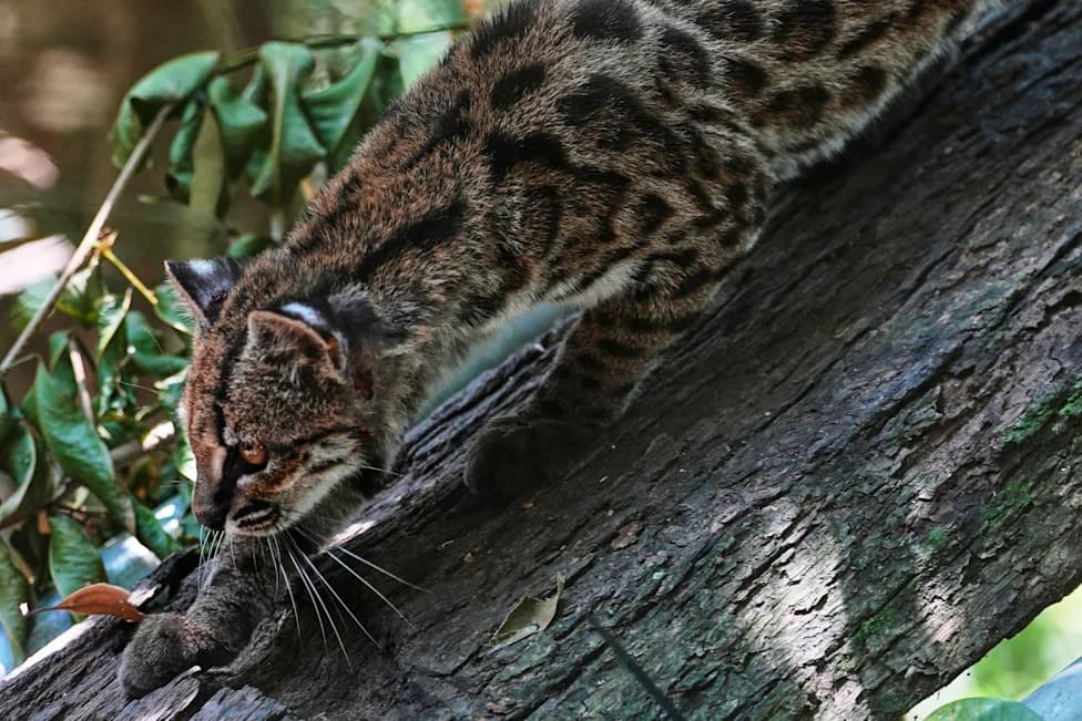 Tiny 'Tigrino' Cat in Bolivia Identified as New Species, Drawing Crowds and Conservation Attention