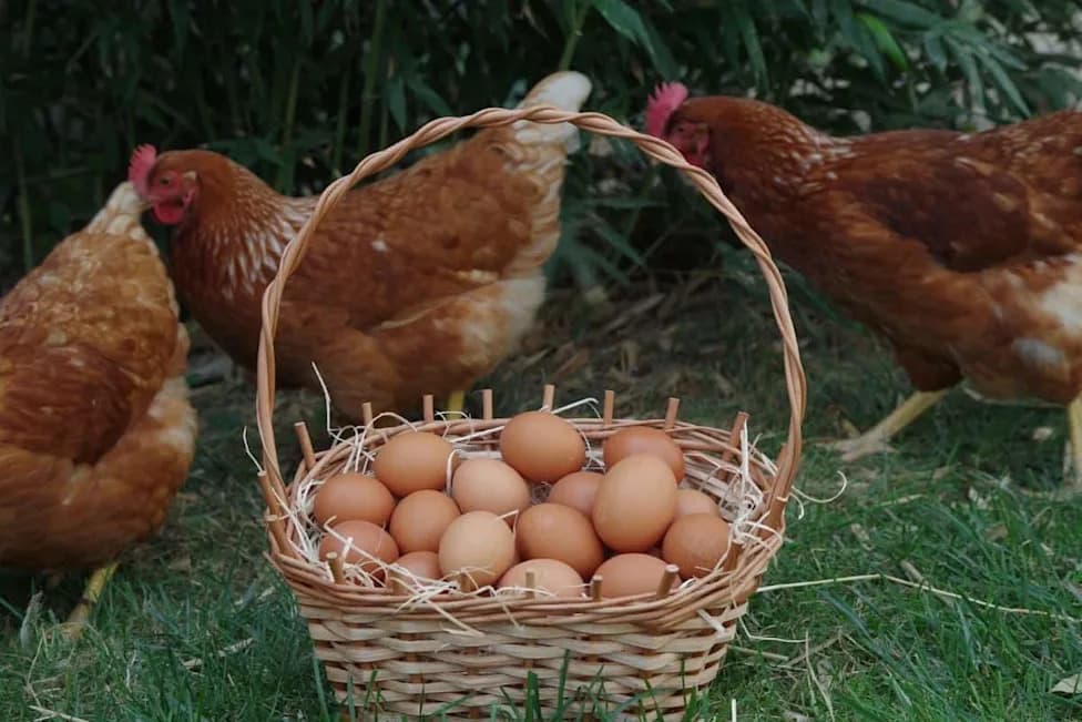 Scientists Confirm: The Egg Came Before the Chicken — Here's Why