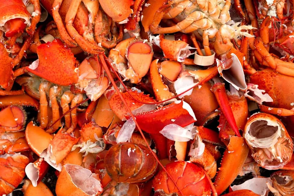 From Shell To Tee: UMaine Turns 50,000 Tons Of Lobster Waste Into Golf Tees