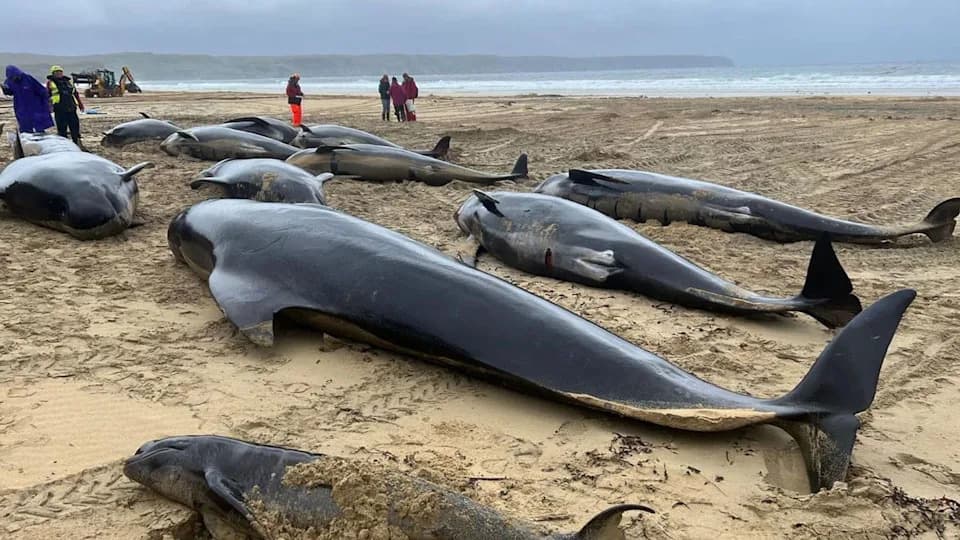 Two Long-Finned Pilot Whales Found Dead After Pod Enters Thames Estuary