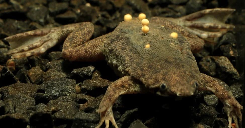 Blind, Tongueless Suriname Toad Hunts Using Human‑Like Sensitive Fingertips
