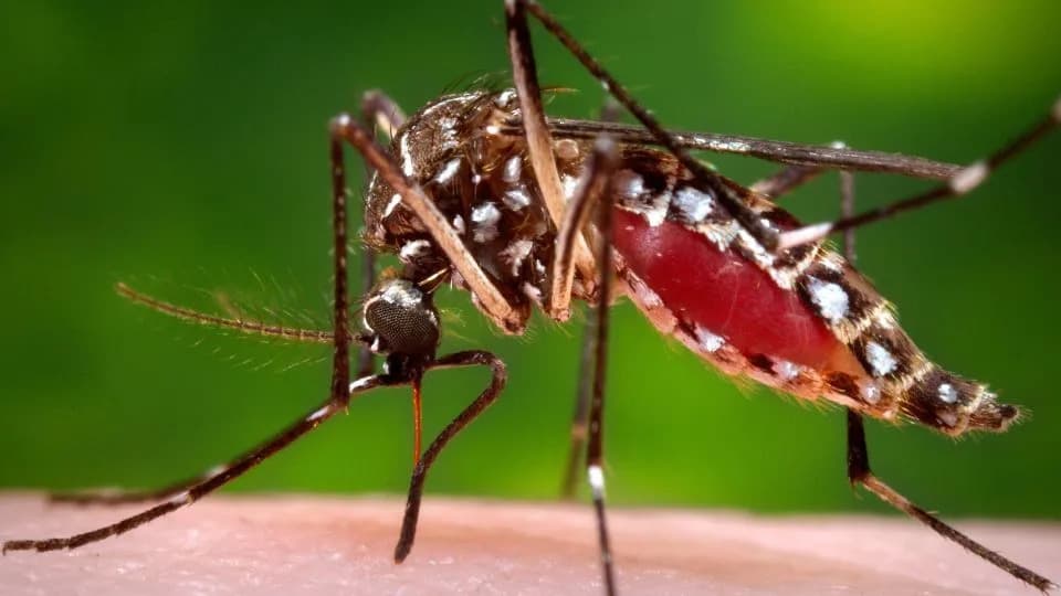 Dengue Is Spreading Into New U.S. Areas — Florida Sees 134 Cases and First Confirmed Death