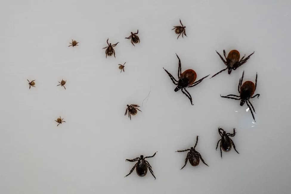 Study Shows Europe’s Most Dangerous Tick Hunts Mainly At Night — Raising Evening Exposure Risk