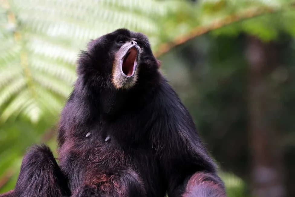 Highway Noise, Not Hikers, Is Quieting Malaysia’s White-Handed Gibbons