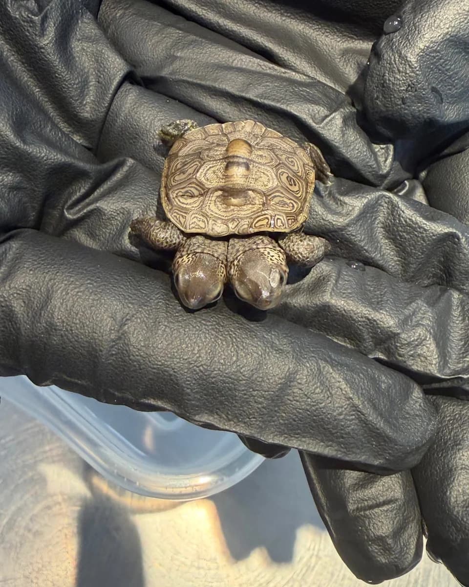 Rare Two-Headed Diamondback Terrapin Hatchling Discovered on Cape Cod