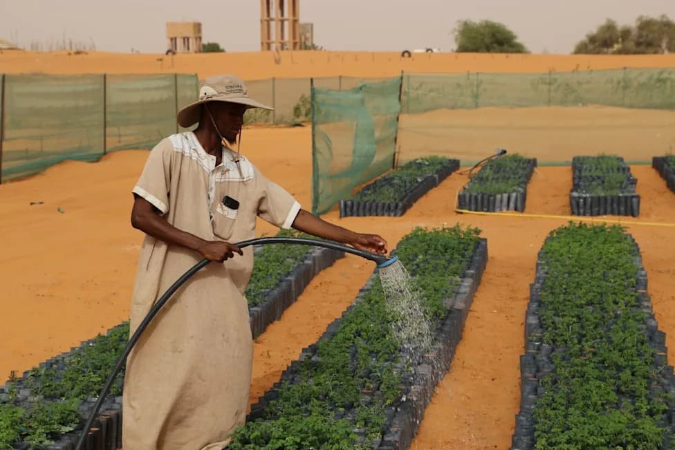 What Really Happened With Africa’s ‘Great Green Wall’ — Ambition, Setbacks and Local Wins