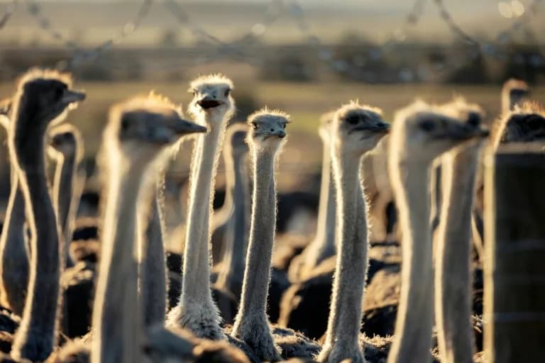 Investigation Reveals Live Plucking of Ostriches for Luxury Fashion in South Africa