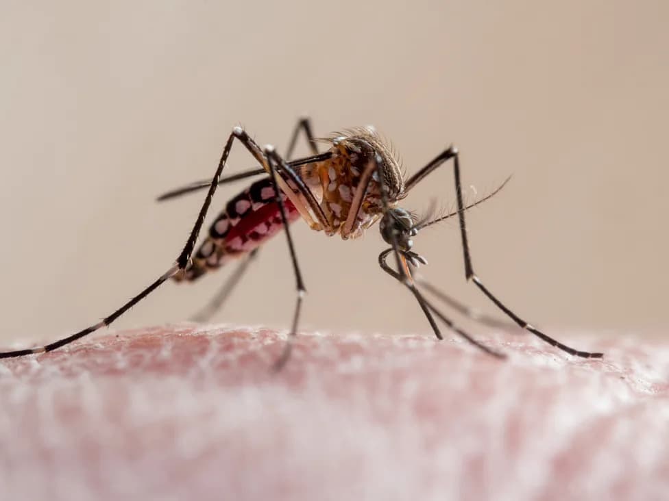 Florida Confirms First Dengue Death This Year As Cases Rise — 152 Local Infections Reported