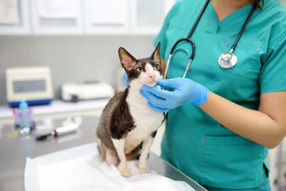 How Your Cat Could Help Fight Human Cancer: Landmark Study Maps 493 Feline Tumors