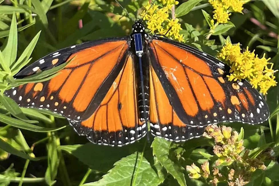 Tiny Solar Bluetooth Tags Let Anyone Track Monarch Butterflies on Their Great Migration