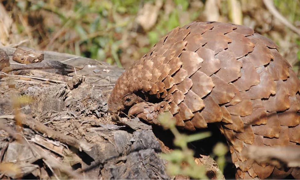 Naserian the Giant Pangolin Was Tracked — Then Killed by an Electrified Fence