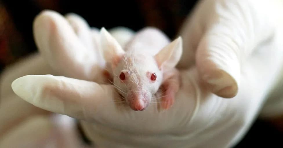 Stanford Grows Human Neural Tissue That Replaces Up to Half A Mouse Brain — A New Model For Studying Brain Disorders