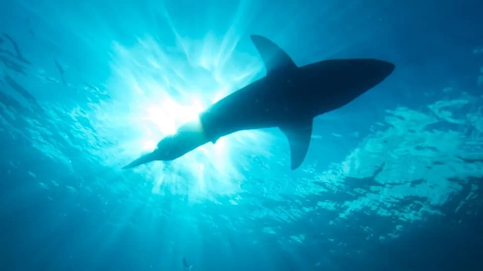 Rare 'Catch-and-Kill' Order After Fatal Great White Attack at Sorrento Beach