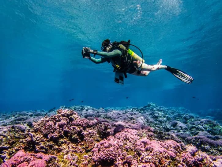 NOAA Surveys Pacific Reefs: 1,006 Dives Track Coral Recovery From Palmyra To Rose Atoll