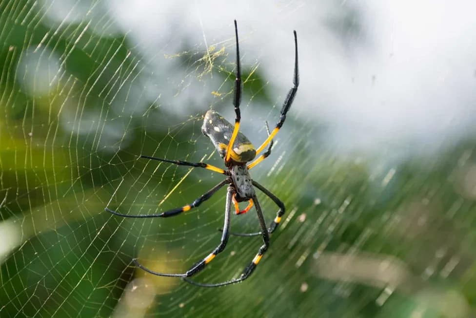 Spider Webs Reveal 85 Hidden Species: How Orb-Web eDNA Uncovers Elusive Wildlife