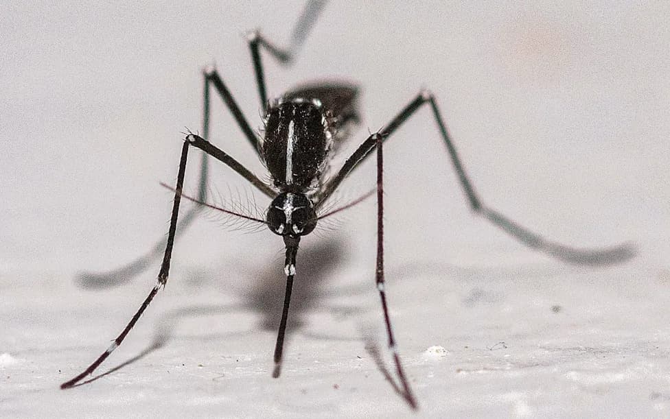 France Deploys Millions of Sterile 'Tiger' Mosquitoes to Combat Rising Dengue Risk