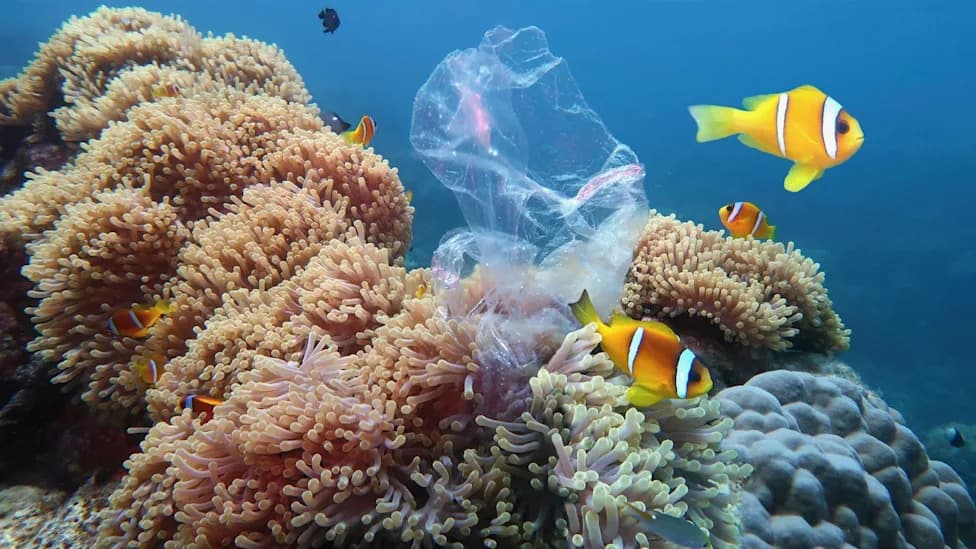 Scientists Find 'Plasticoral' — Plastic Fused Into Coral on Okinawa Beaches