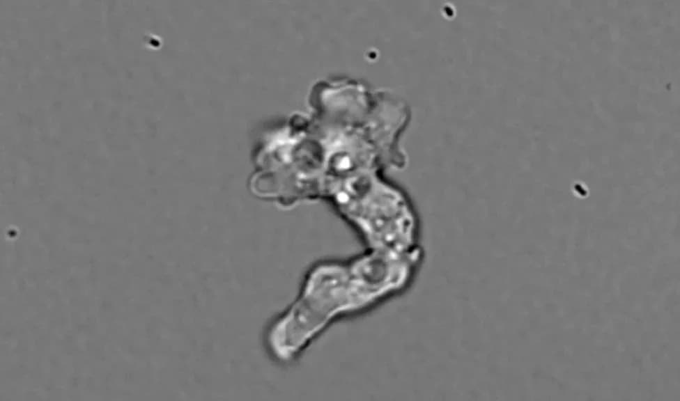 Tiny 'Fire Amoeba' Raises Heat Ceiling For Complex Life To 63°C (145°F)