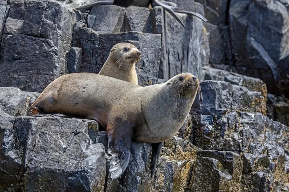 Tasmanian Salmon Farms Detonated Nearly 1,800 Underwater Explosives In Six Months to Scare Seals