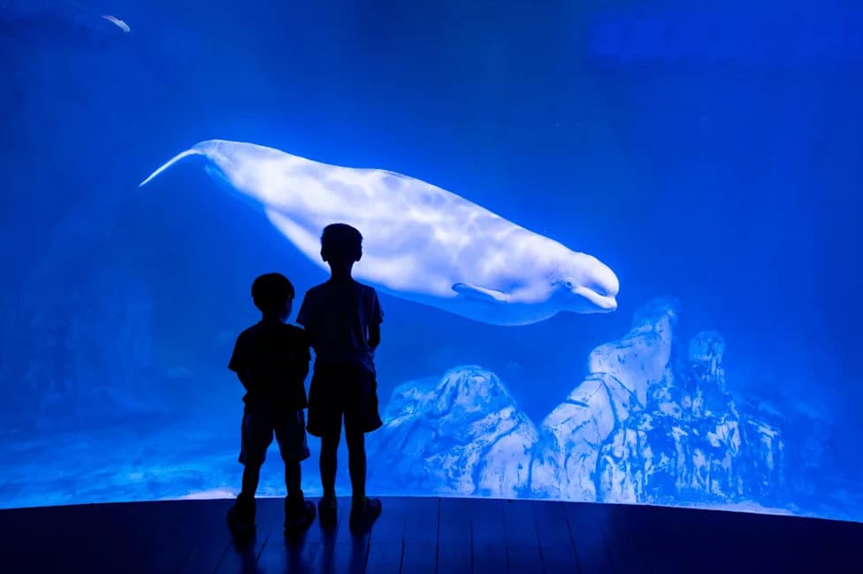 Four Belugas Die After Marineland Transfer — What Shedd Aquarium's Losses Reveal About Captivity
