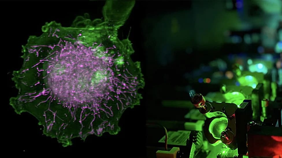 AI and 40,000 Live-Cell Movies: Digital ‘Cell Twins’ Reveal How Drugs Reshape Mitochondria