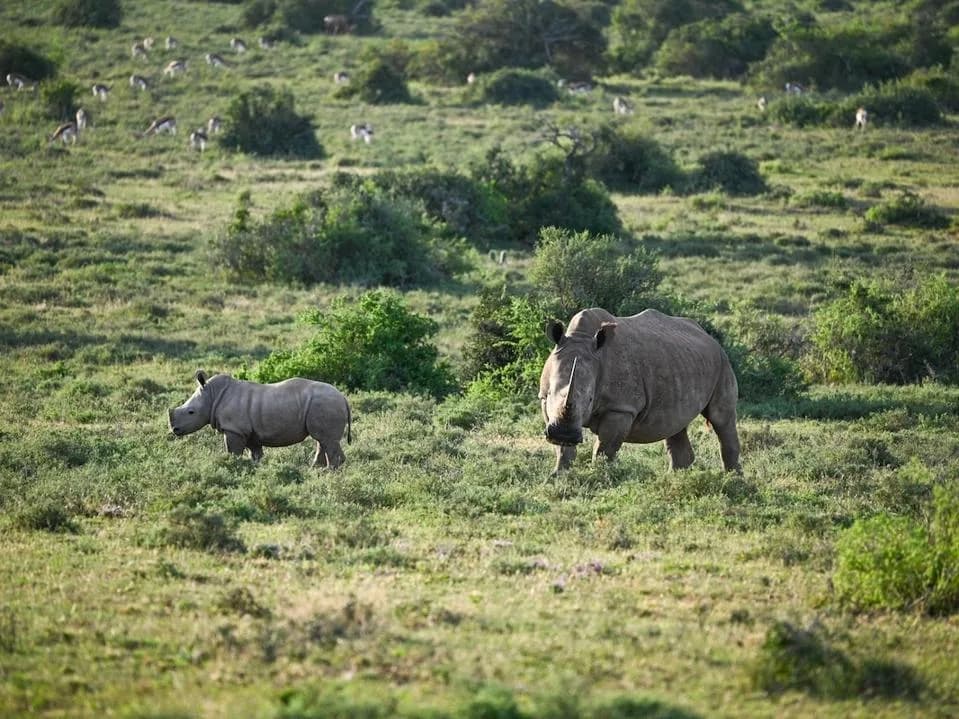 Rhinos on the Rebound: Which Species Are Recovering—and Which Remain in Peril