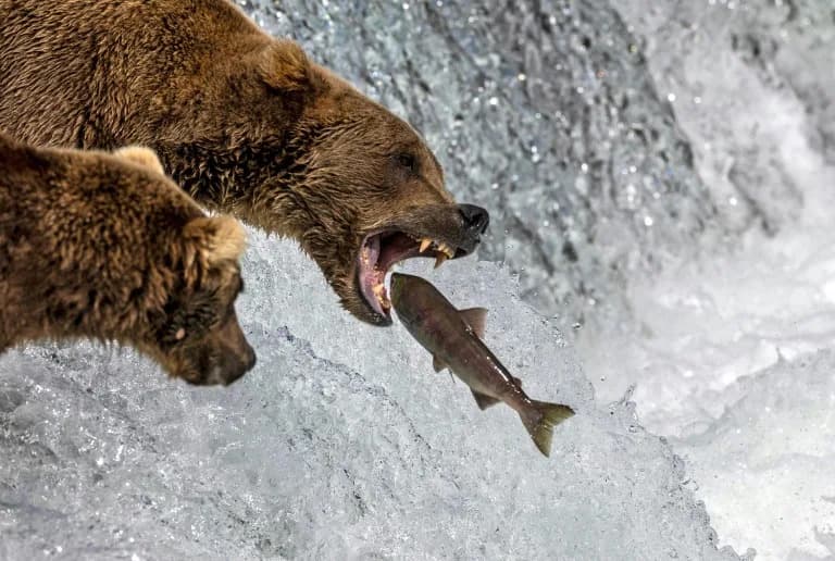 Voting Opens in Alaska’s Fat Bear Week — Help Crown the Chubbiest Katmai Bear