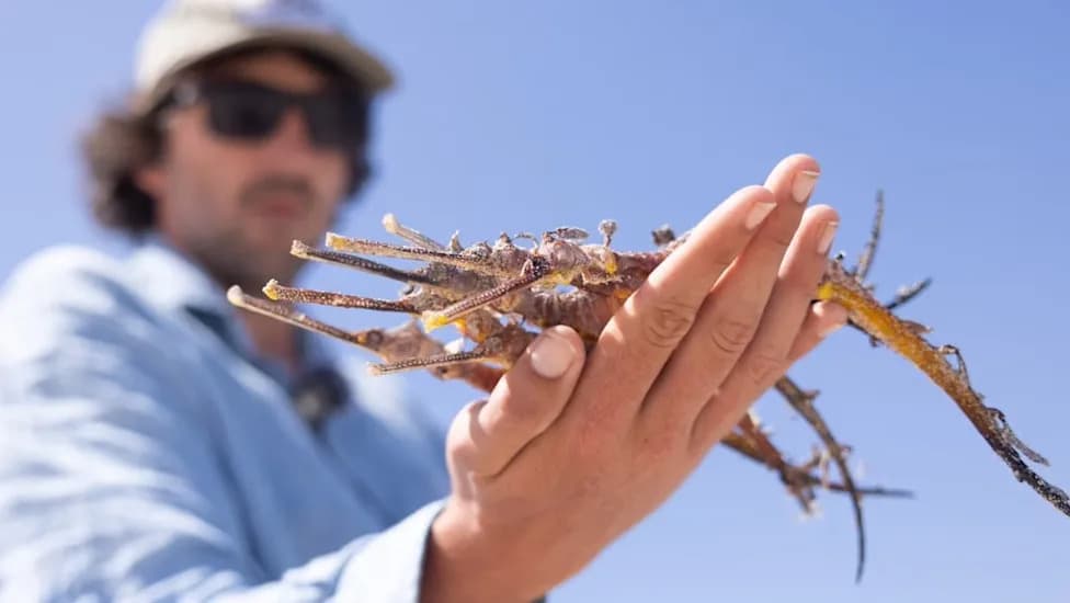 Toxic Algal Bloom in South Australia Kills Thousands of Sea Dragons, Seahorses and Pipefishes