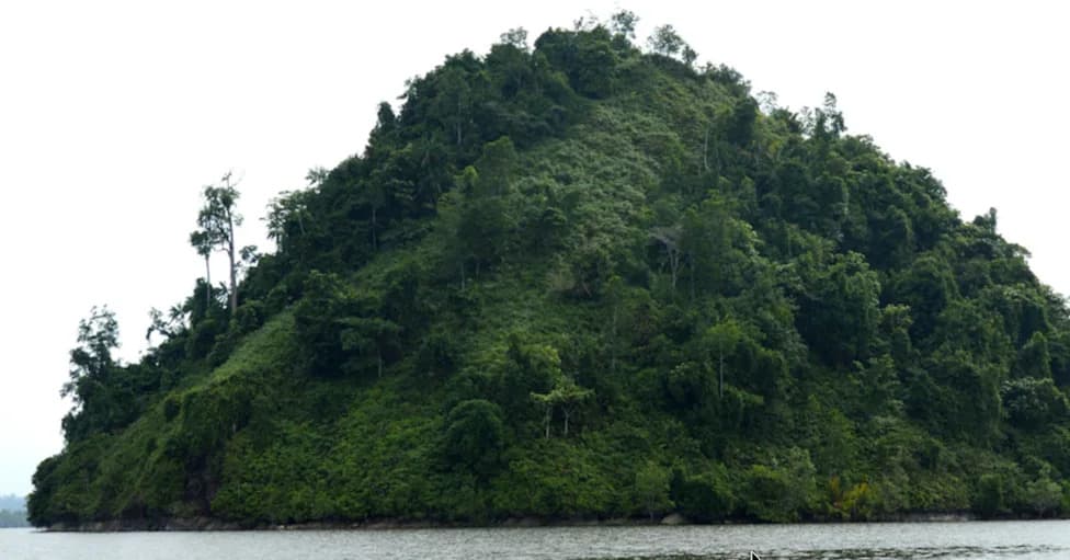 Floating Forest on Williston Lake — Dismissed as an AI Hoax, Then It Drifted 19 Miles