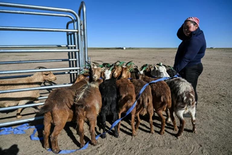 Mongolian Herders Turn to Solar GPS and AI Alerts as Climate Crisis Shrinks the Steppe