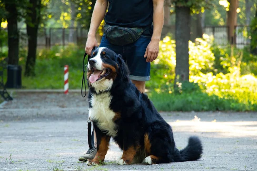 California Couple Says $10,000 Dog-Training Stay Ended With Dog's Death; Multiple Owners Raise Similar Allegations