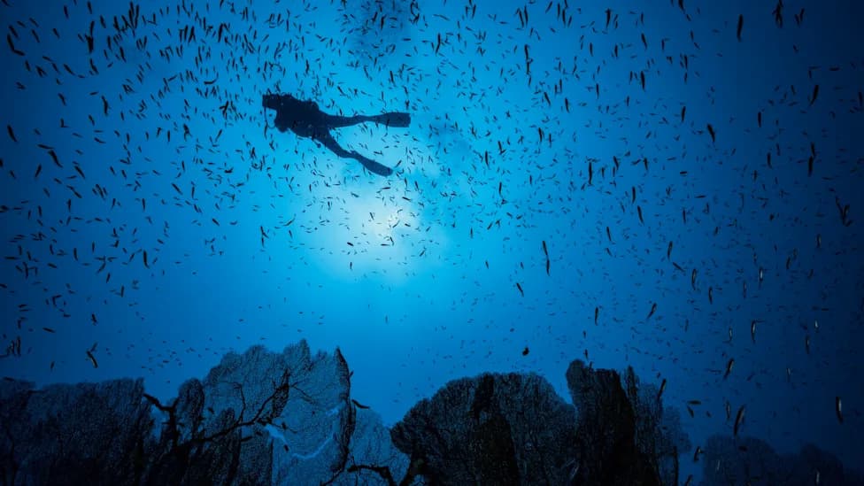 Only 2% Of Oceans Are Actually Recovering — Why The '10% Protected' Claim Is Misleading