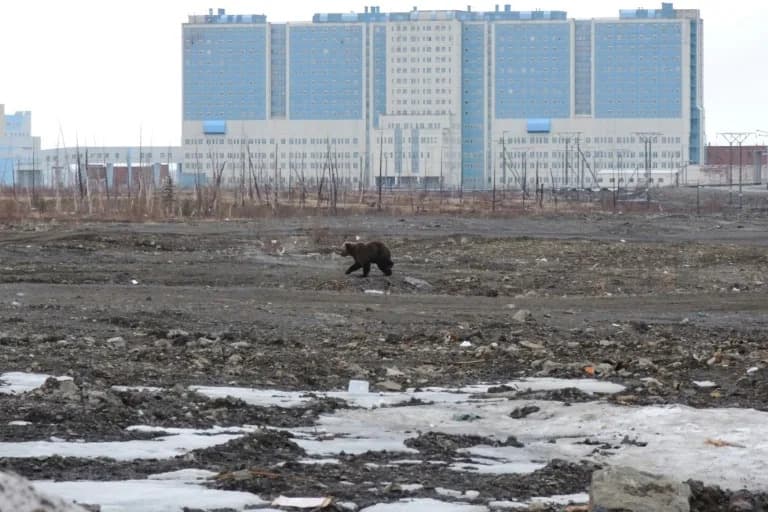 Russian Prosecutors Open Negligence Probe After Deadly Bear Attacks; Town Reportedly 'Under Siege'