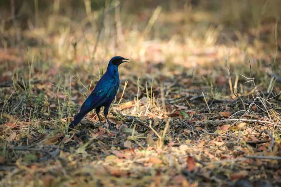 Surprising Animal Intelligence: Drongos Deceive, Squirrels Fake Caches, Wild Dogs 'Vote' by Sneezing
