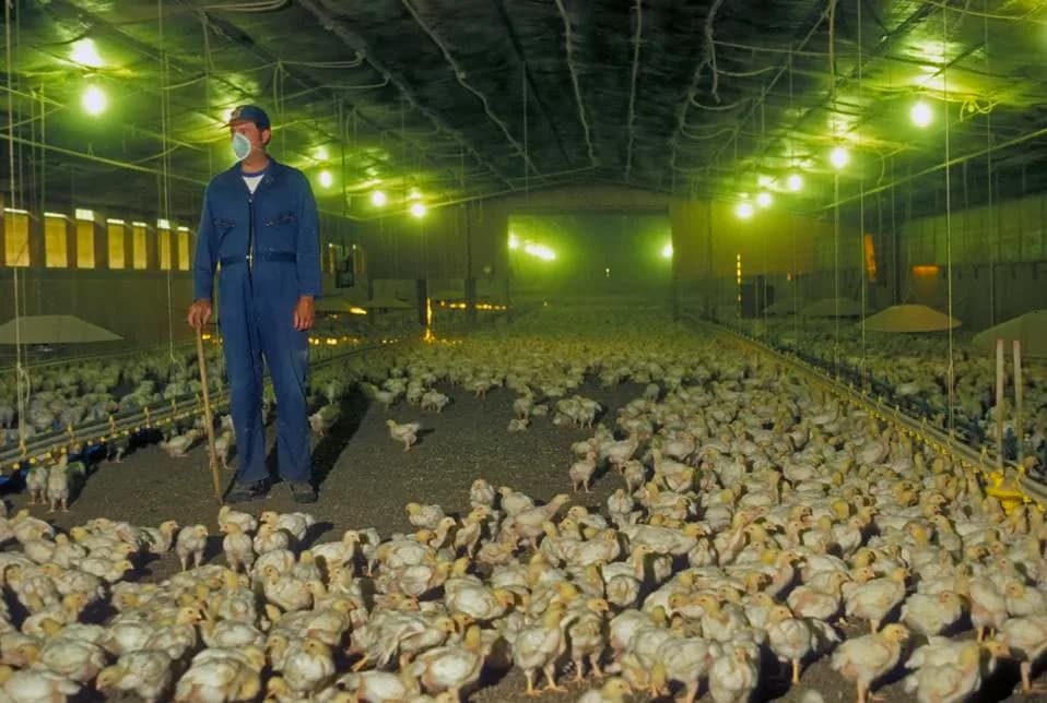 USDA Could Unlock Effective On‑Farm Bird‑Flu Surveillance — If Farms Share Rapid Test Results