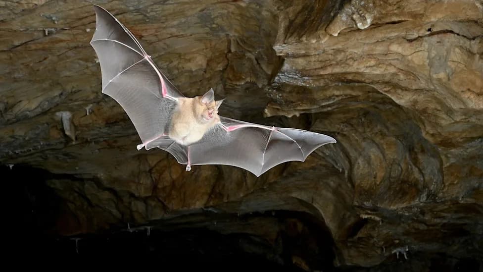 Landmark Genome Study Shows Bats First Evolved in Europe Around 65 Million Years Ago