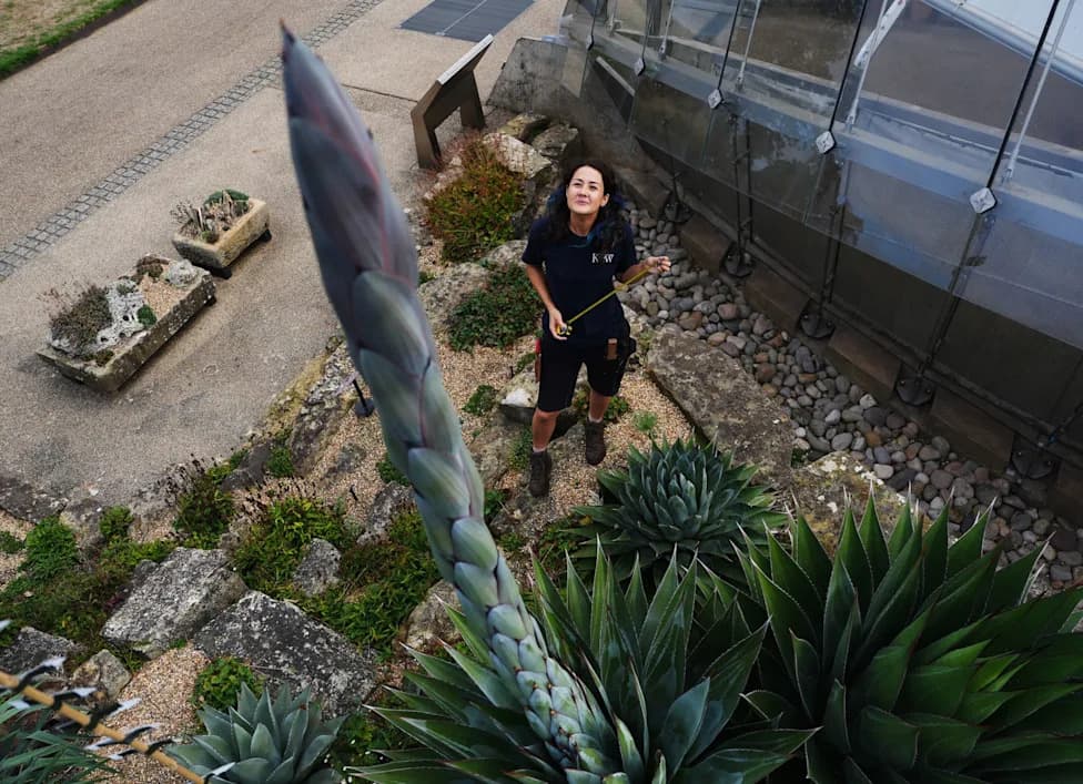 Kew Gardens' Rare 'Death Bloom': Three-Metre Agave Sends Up Giant Flowering Spike