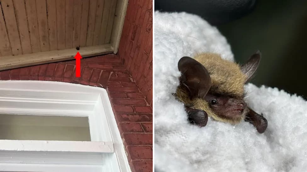 Lancaster Rescue Reveals Critically Endangered Northern Long-Eared Bat