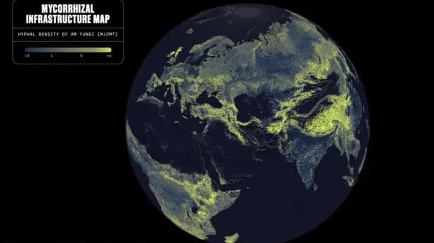 Earth's Hidden Fungal Network Could Stretch to the Sun About 700 Million Times