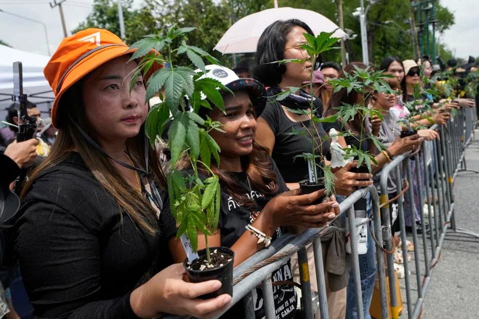 Thailand Moves To Restrict Cannabis To Medical Use After 2022 Decriminalisation
