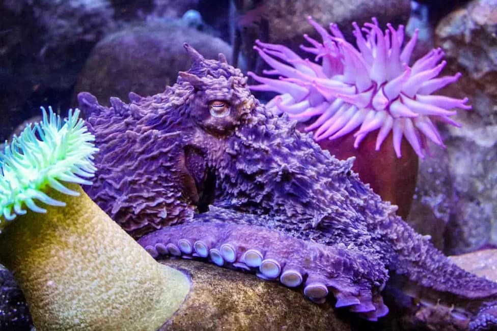 How Octopuses Vanish in Plain Sight: The Science Behind Their Instant Camouflage