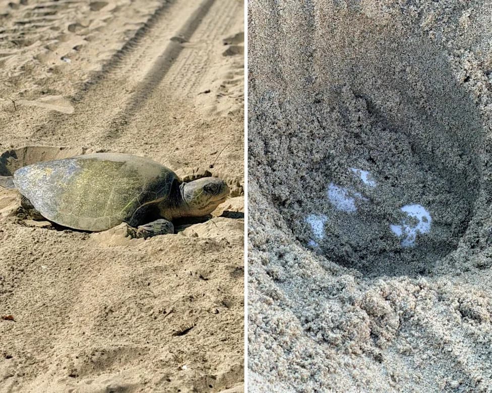 First Recorded Olive Ridley Sea Turtle Nests Found on California Beaches