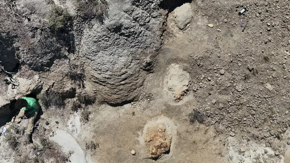 First Confirmed T. Rex Trackway Discovered in Hell Creek — Teacher Uncovers Five Giant Prints