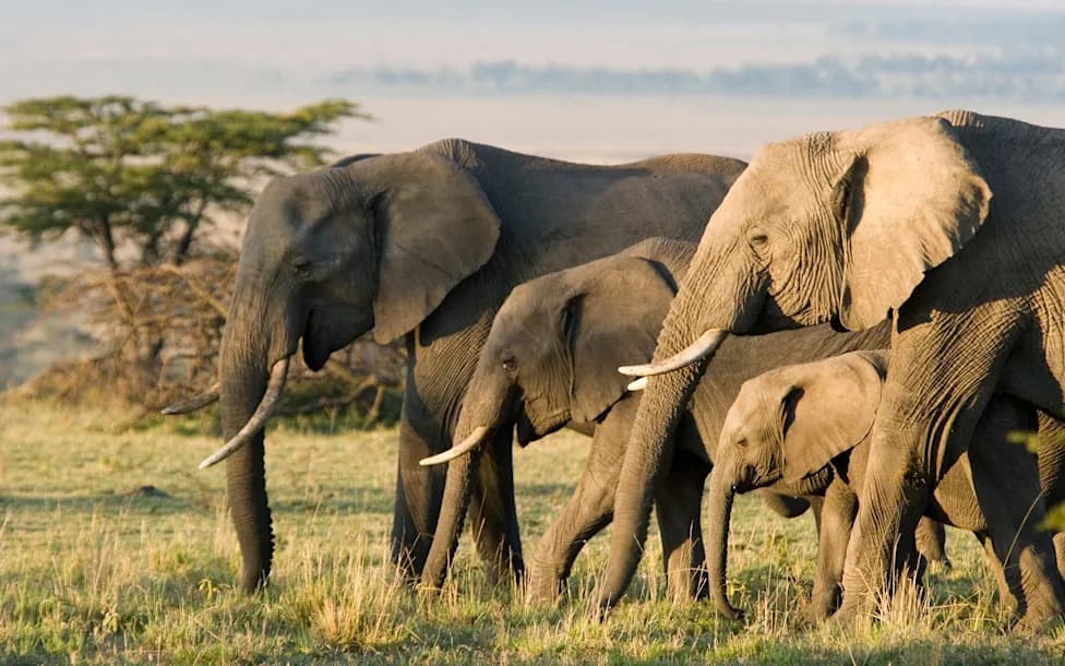 Elephants Prepare and Administer Medicinal Mixtures to Their Young, Study Finds