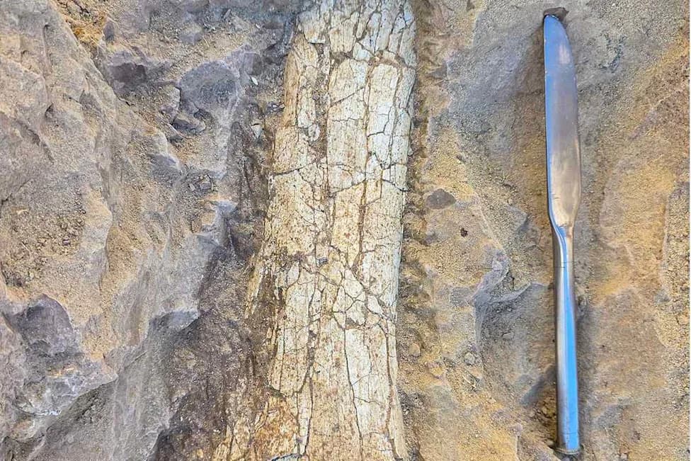 Remarkable Eocene Mammal Fossils Unearthed in Oceanside — Possible 'Thunder Beast' or 'Swamp Rhino'