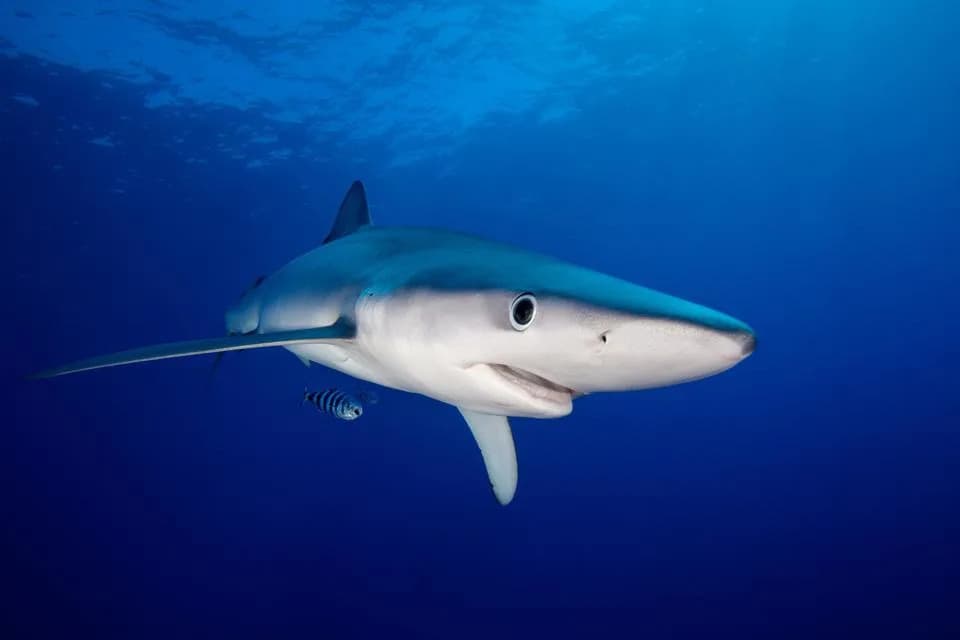 How Pelagic 'Seascapes' Reveal Where Sharks, Turtles and Whales Will Be