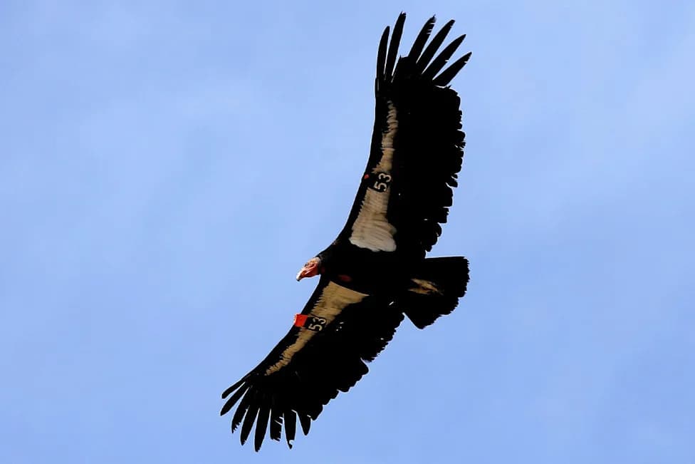 From 22 To 607: The Remarkable Comeback Of The California Condor