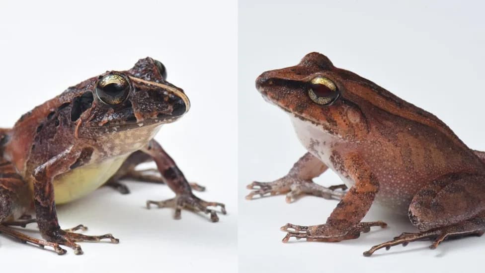 Frogs' Skin Bacteria Act as Living Armor Against Deadly Chytrid Fungus