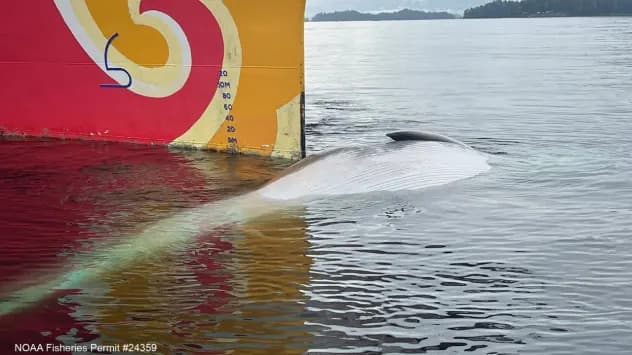 Endangered 57.5‑Foot Fin Whale Found Dead On Cruise Ship Bow In Sitka — NOAA Investigating